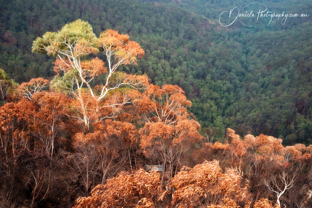 Australian Bushfire Dec2019 Blackheath3